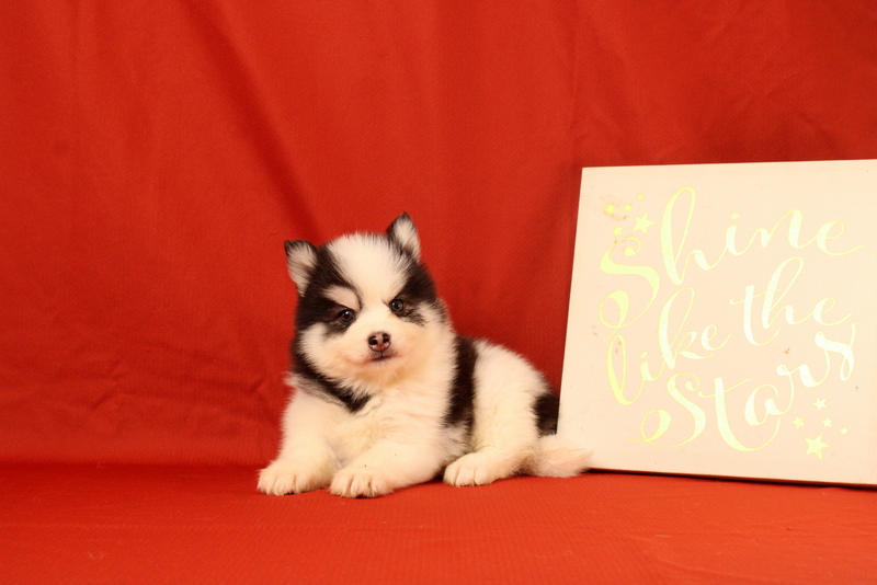 puppy, for, sale, Pomsky, Matthew B. Stoltzfus, dog, breeder, Gap, PA, dog-breeder, puppy-for-sale, forsale, nearby, find, puppyfind, locator, puppylocator, aca